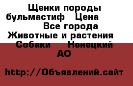 Щенки породы бульмастиф › Цена ­ 25 000 - Все города Животные и растения » Собаки   . Ненецкий АО